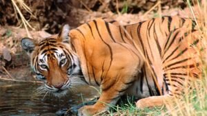 Jaipur with Tiger Trail
