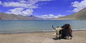 Ladakh 4 Nights 5 Days Tour Package
